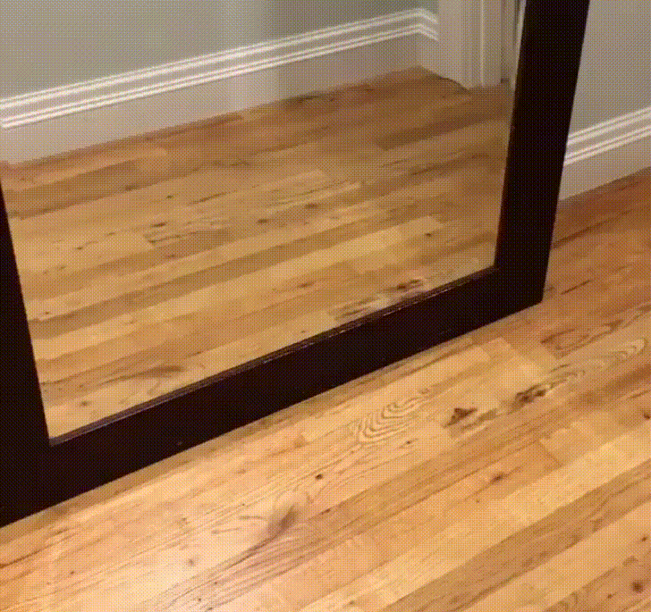 dog surprised by reflection in mirror