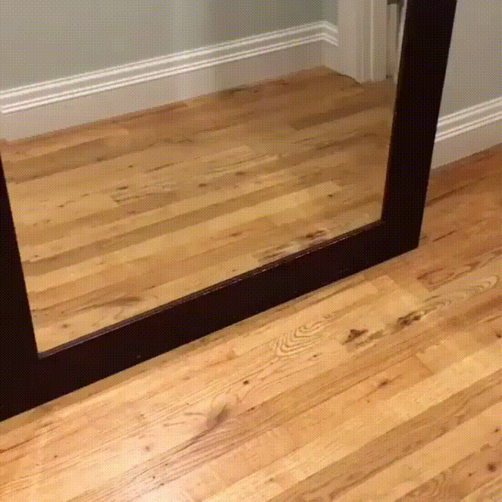 dog surprised by reflection in mirror