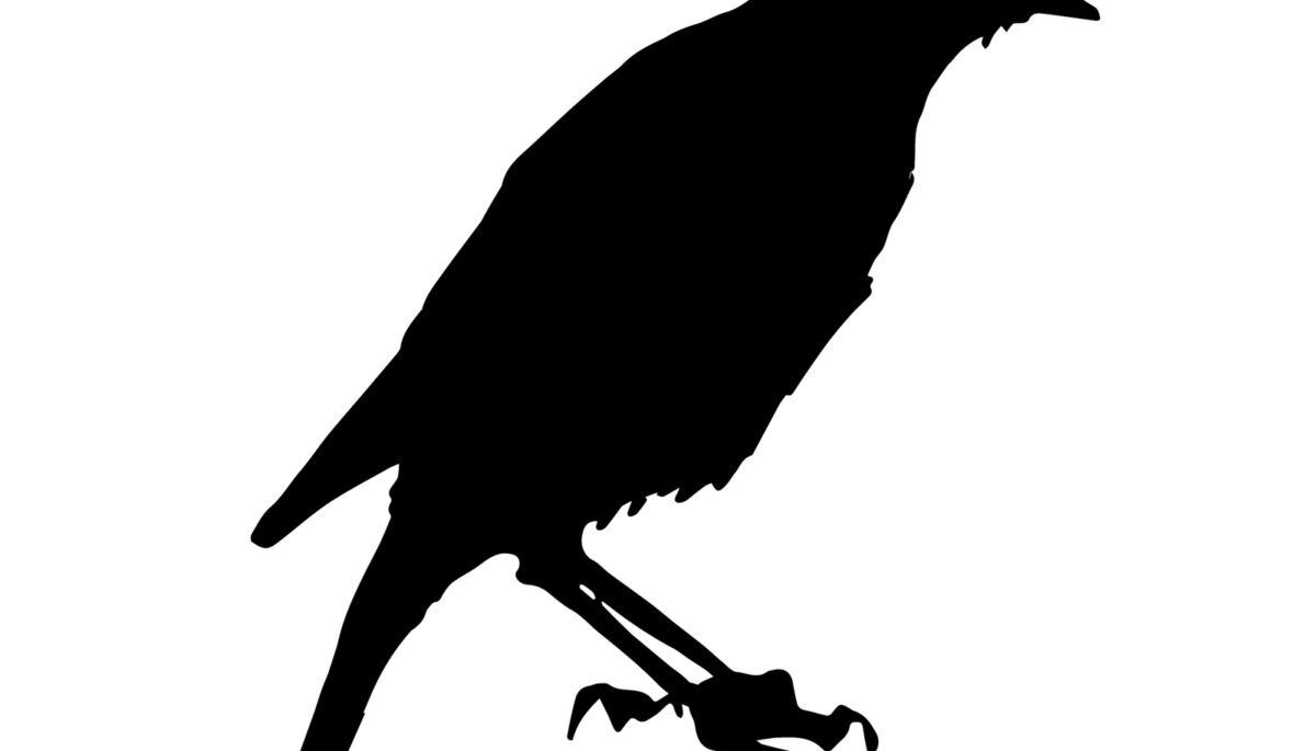 Steller's Jay silhouette