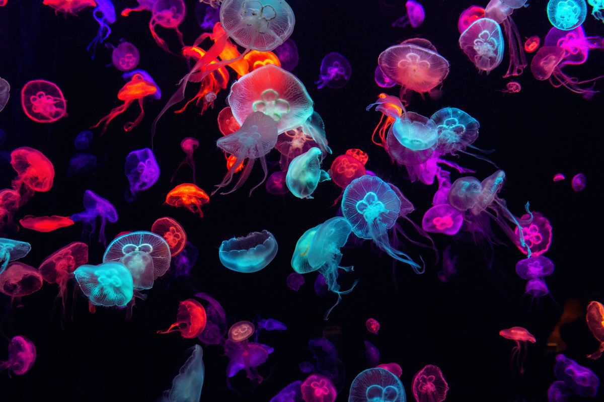 Colourful jellyfish