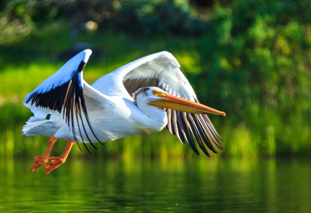 A white pelican in flight