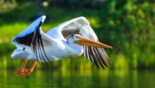 A white pelican in flight