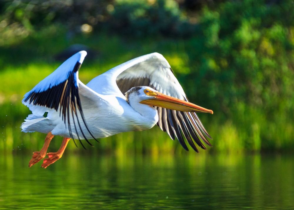 A white pelican in flight