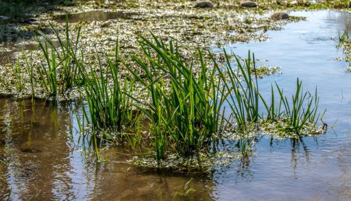 A wetland in summer