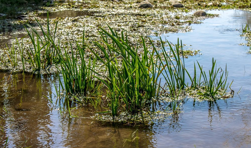 A wetland in summer