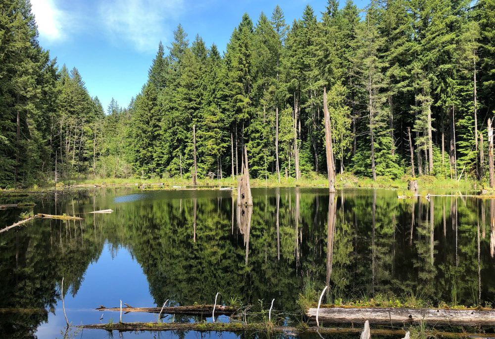 A lake reflecting the trees