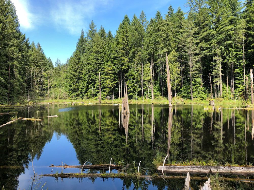 A lake reflecting the trees