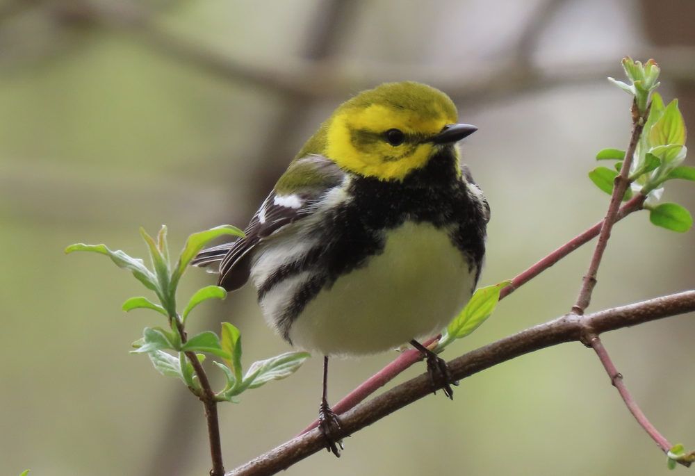 black-throated green warbler on a twig