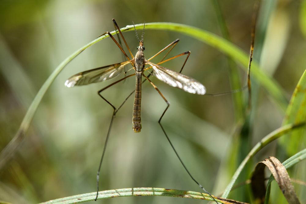 A male crane fly