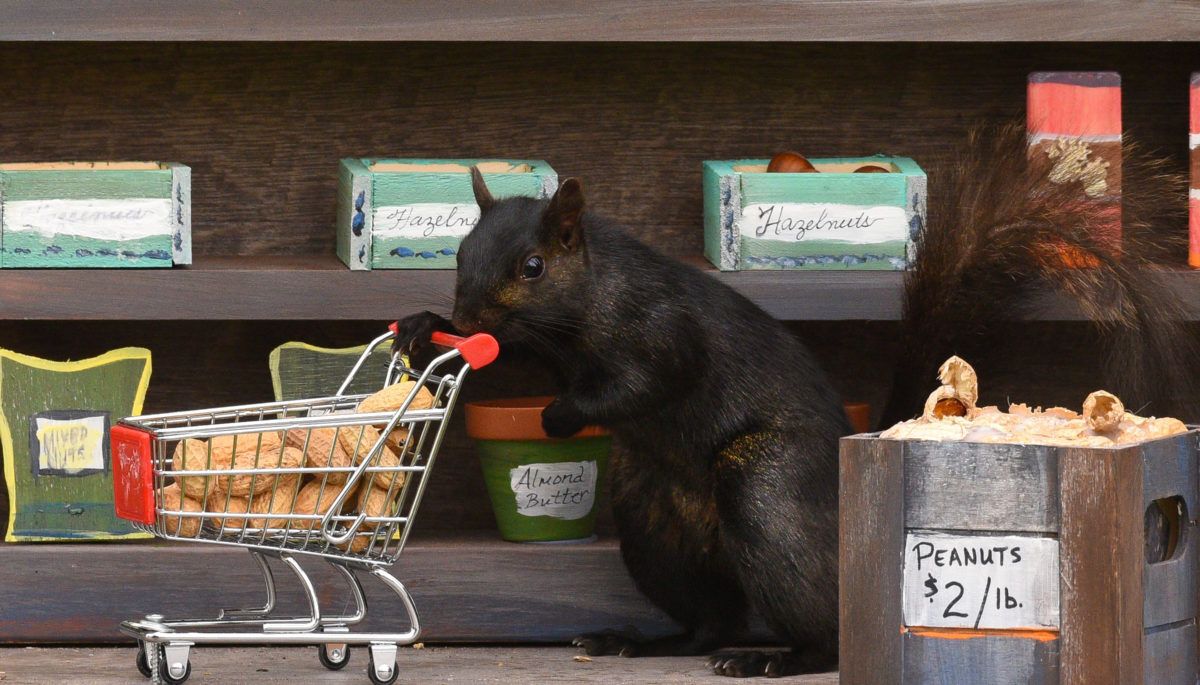 squirrel shop