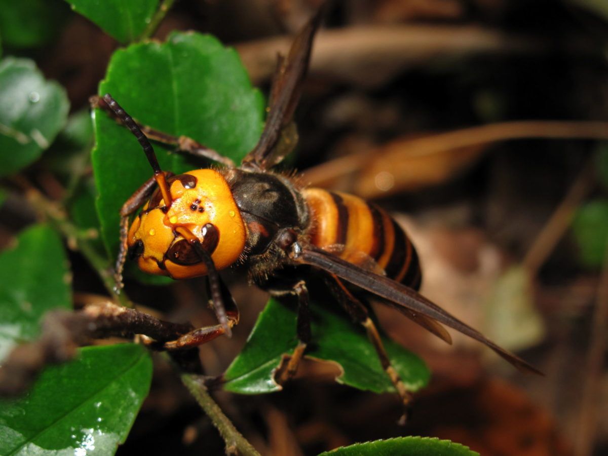 Invasive Asian hornet (murder hornet)