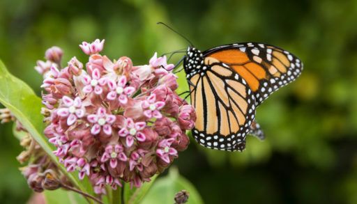Monarch on milkweed