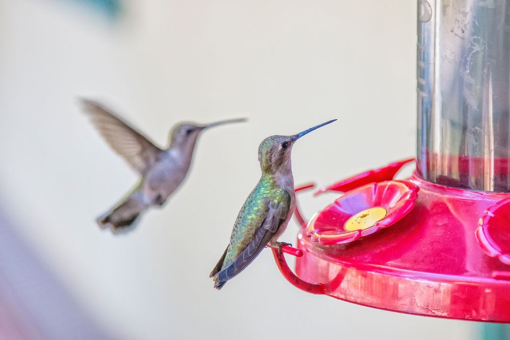 Hummingbirds at a feeder