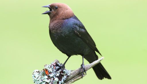 male brown-headed cowbird on a perch