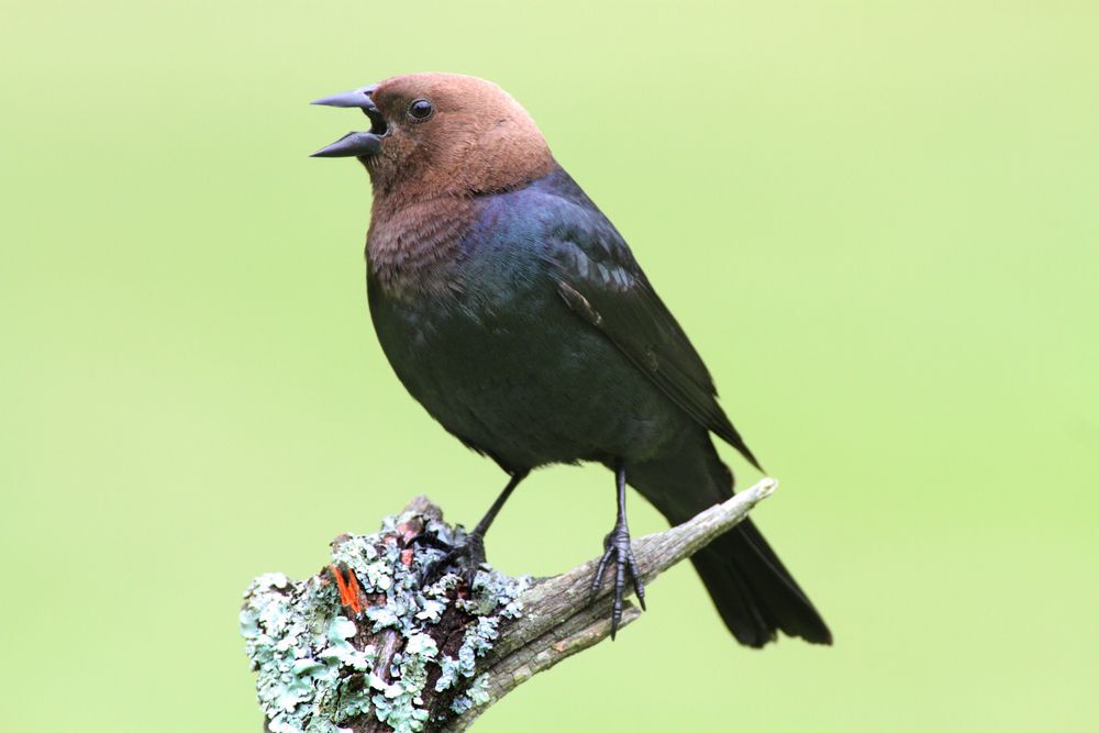 male brown-headed cowbird on a perch