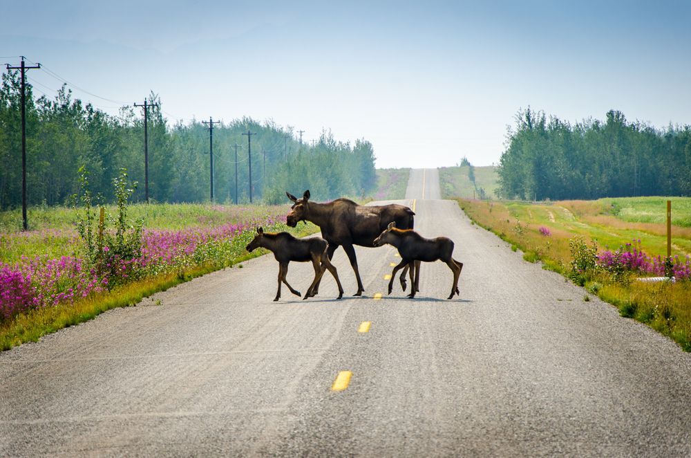 mother moose and two calves on the road