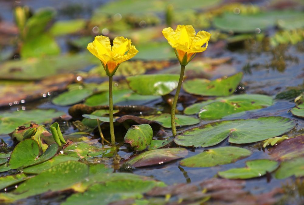 floating heart, an invasive plant