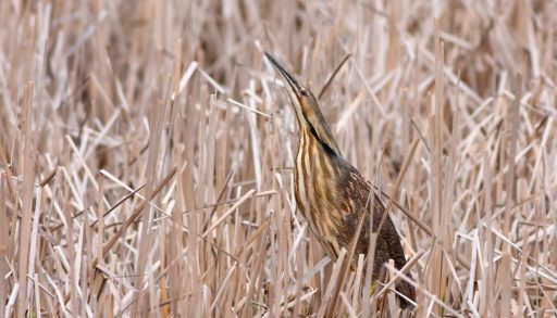 American bittern in the reeds