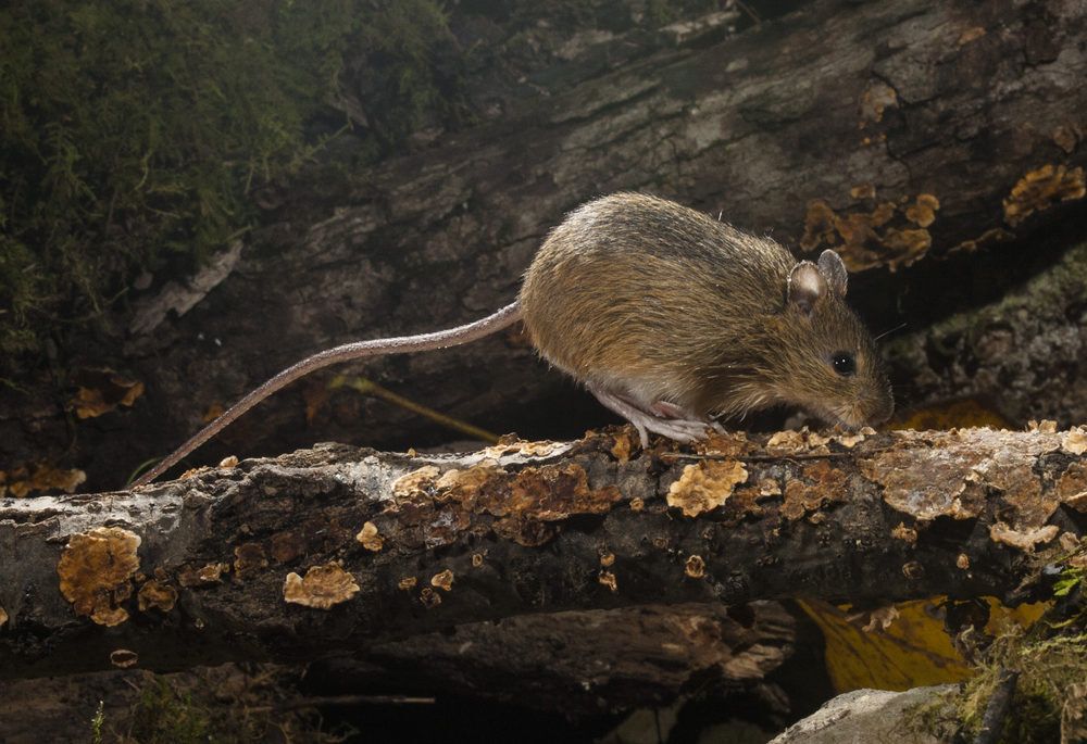 Woodland jumping mouse on a log