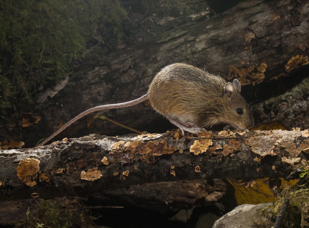 Woodland jumping mouse on a log