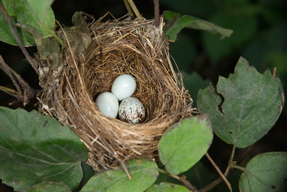 Indigo bunting nest with brown headed cowbird egg in Minnesota Agnieszka Bacal.