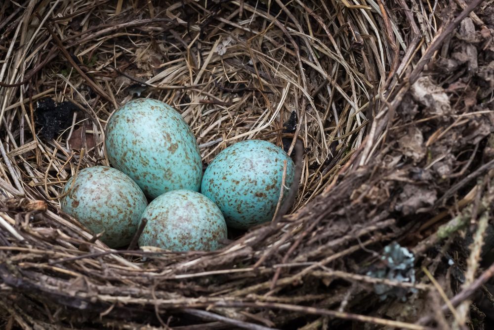 Blue jay eggs in nest