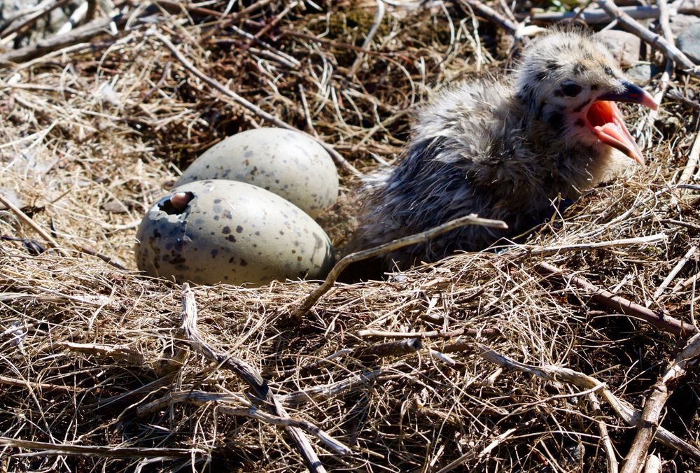 Picture taken of a herring gull nest with one chick crying and the other breaking out of the egg. Picture taken while completing biological research
