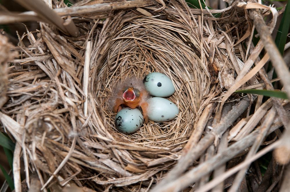 Red-winged blackbird nest