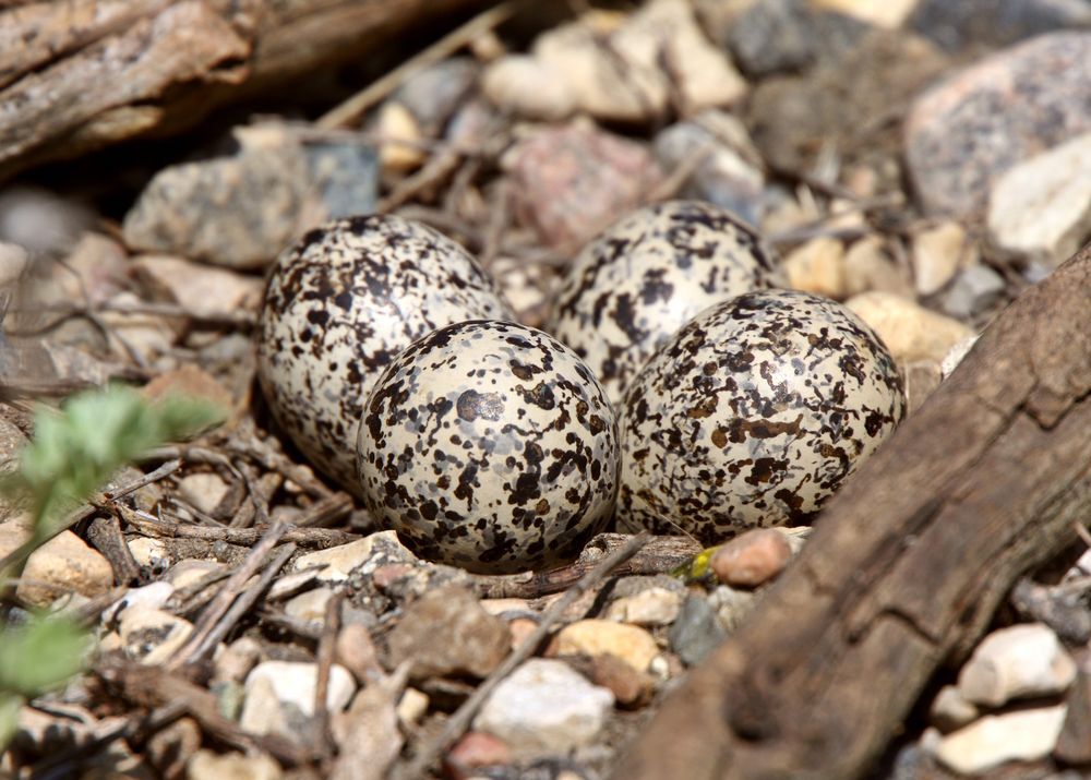 Killdeer eggs