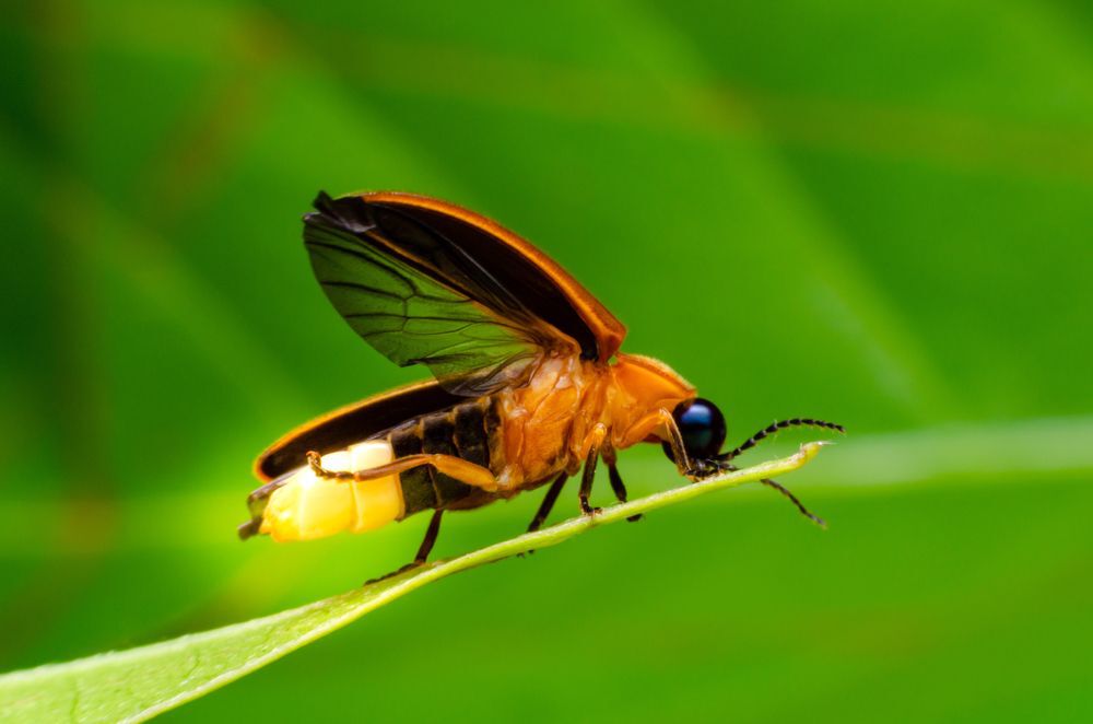 Close-up of a firefly