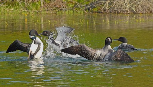loon fight