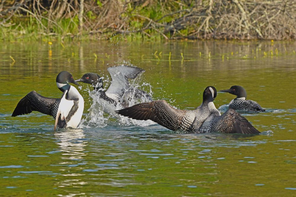 loon fight