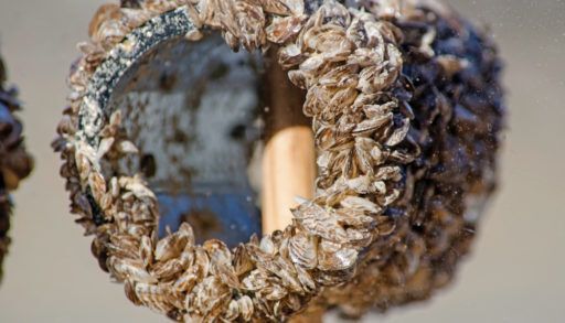Zebra mussels covering a pipe