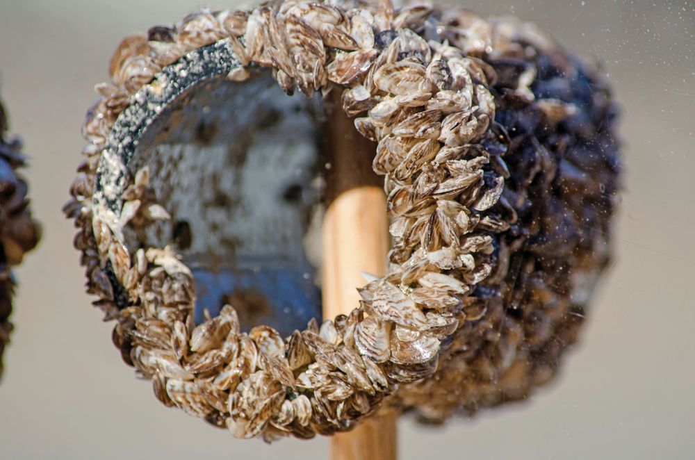 Zebra mussels covering a pipe