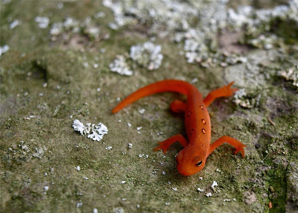 A juvenile red-spotted newt against a rocky background