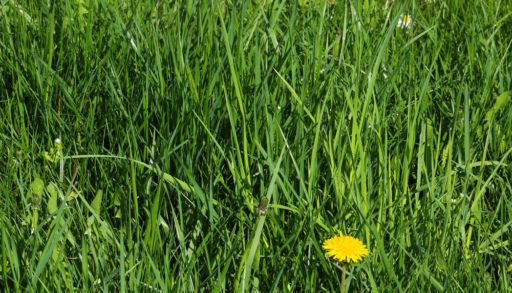An unmowed lawn with one dandelion