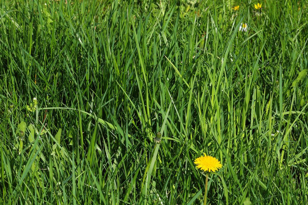 An unmowed lawn with one dandelion