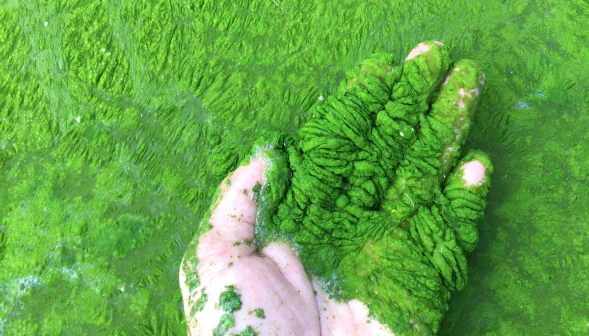 A white-person's hand cupping harmful algae bloom on what appears to be an aquaculture pond or lake