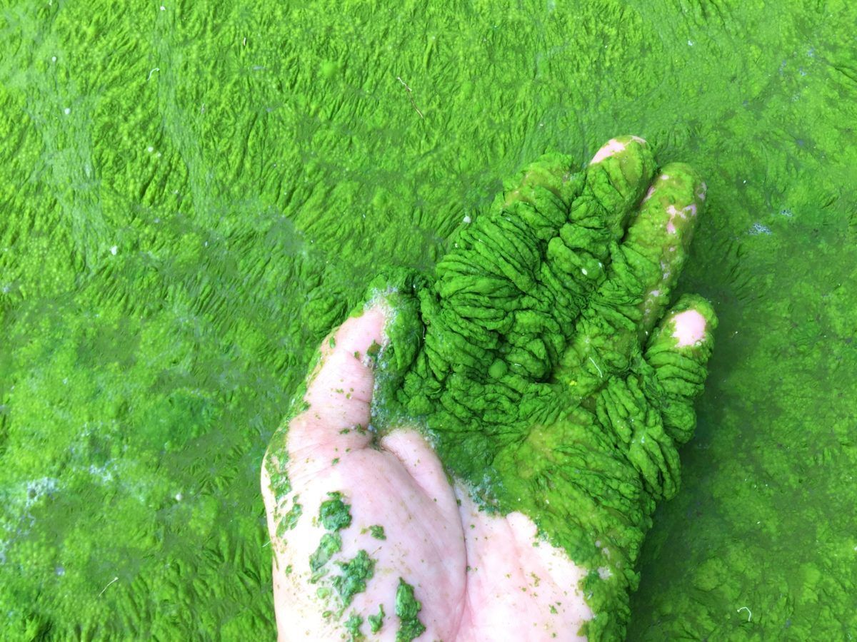 A white-person's hand cupping harmful algae bloom on what appears to be an aquaculture pond or lake