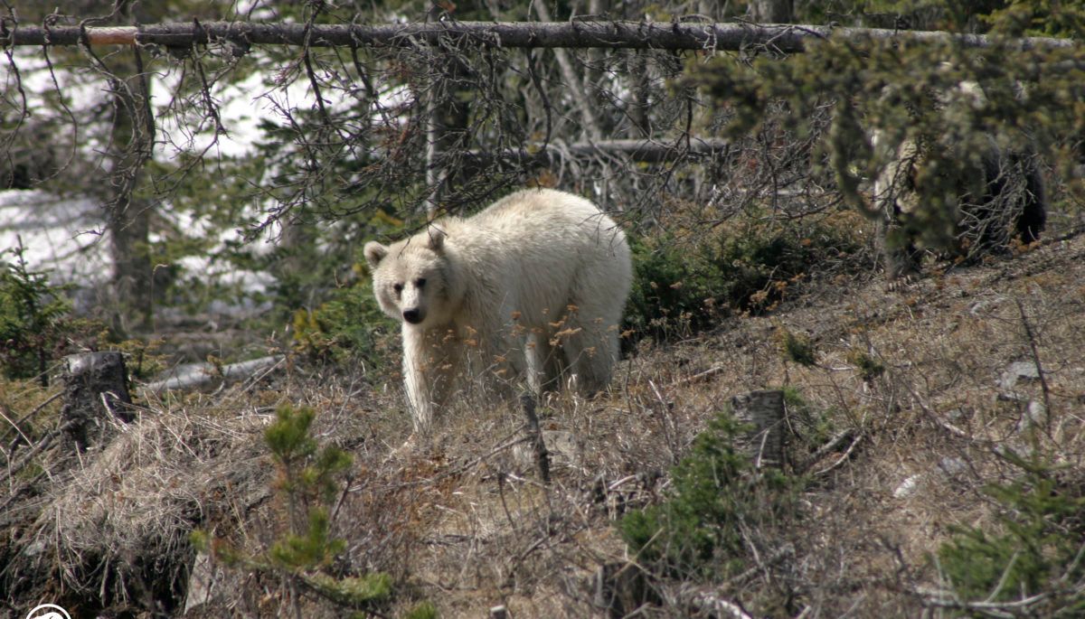 white grizzly bear pictured in the forest, taken with a trail camera