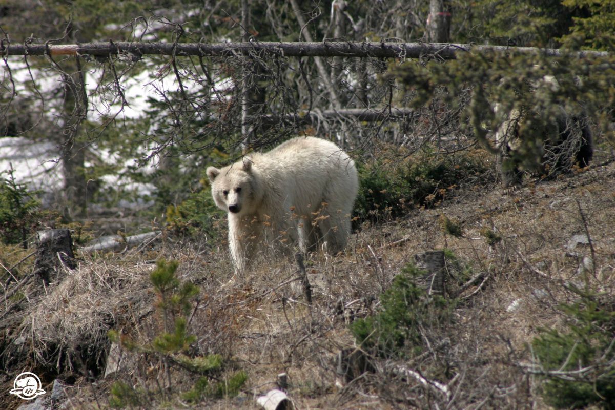 white grizzly bear pictured in the forest, taken with a trail camera