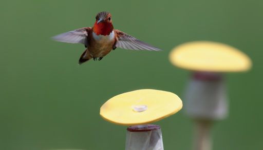 Male rufous hummingbird arriving at the array.
