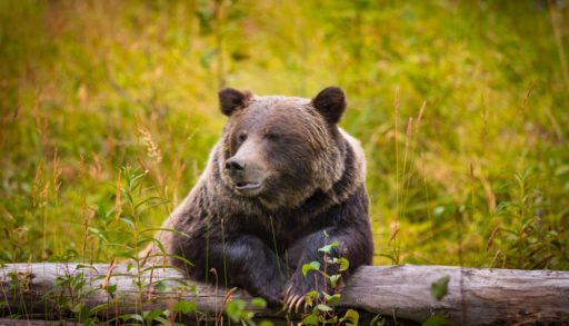 Grizzly Bear in Banff, Alberta