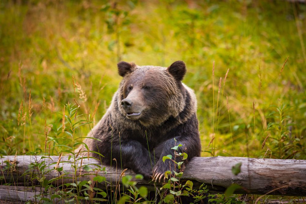 Grizzly Bear in Banff, Alberta