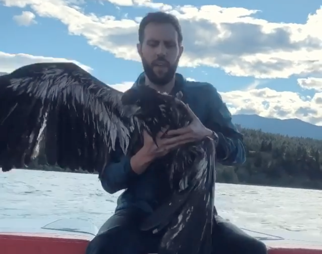 man holds on to bald eagle on boat that he saved from the water