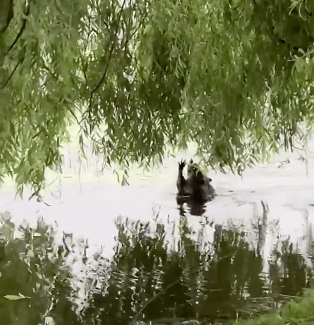 beaver swimming in water reaching up for willow tree branches