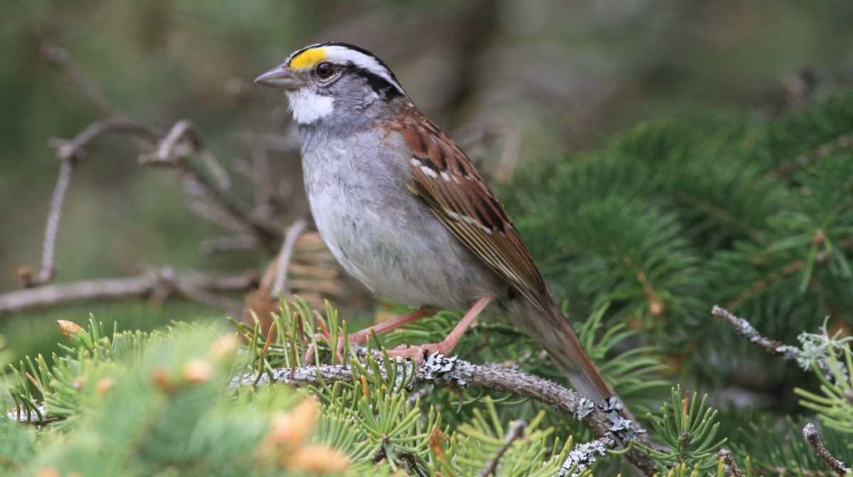 white-throated-sparrow