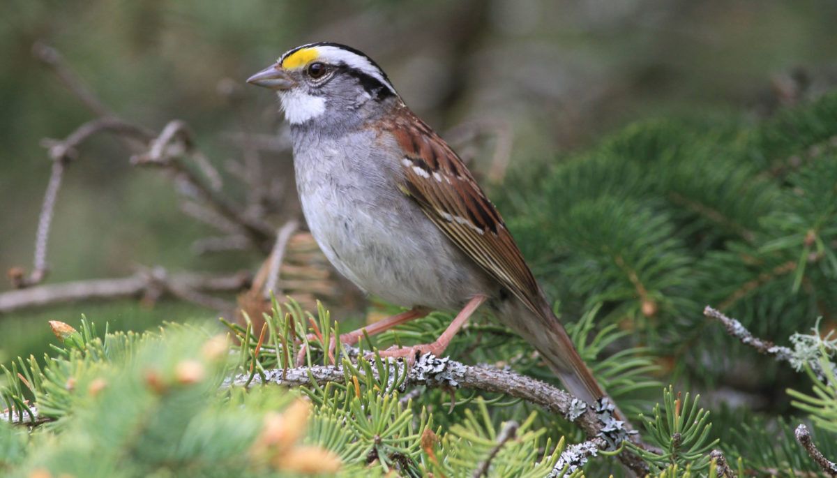 white-throated-sparrow