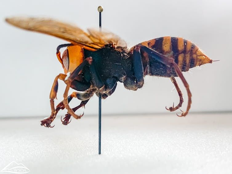 This spring, three mated queen giant hornets were found in B.C. and Washington state.