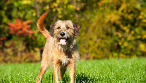 Mixed breed dog in nature